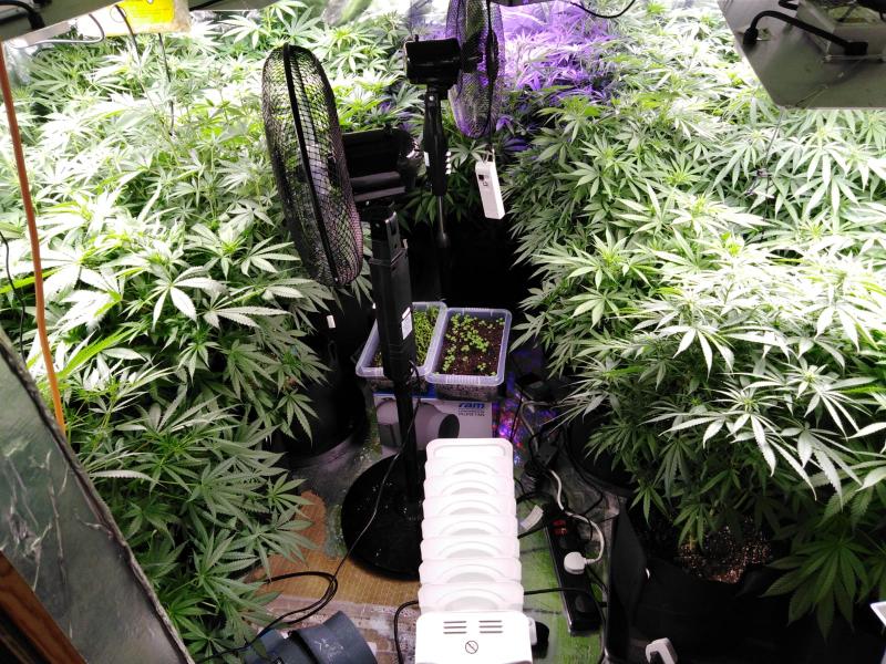 Gardaí discover sophisticated Tipperary grow house
