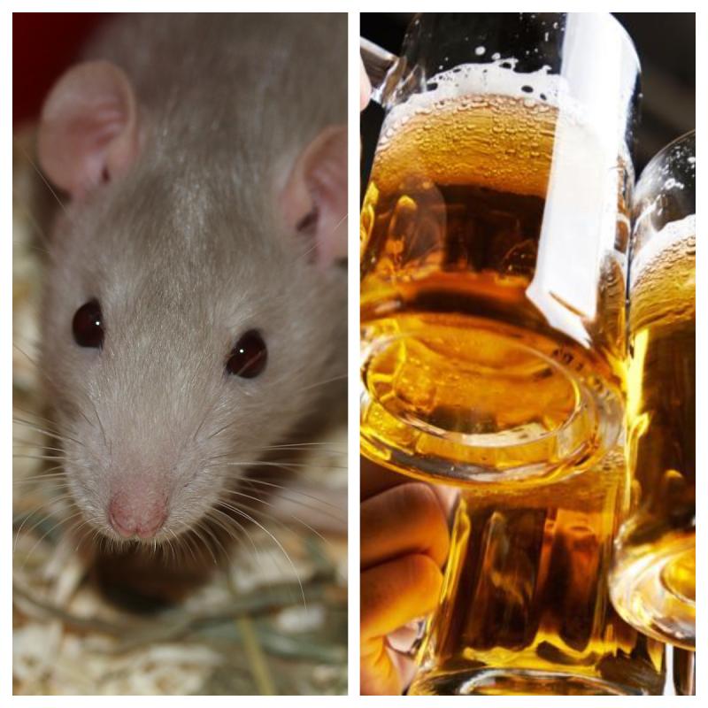 Waterford pub shut down over rats
