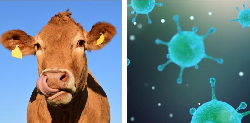 Is Covid-19 the Foot and Mouth disease of the hospitality industry