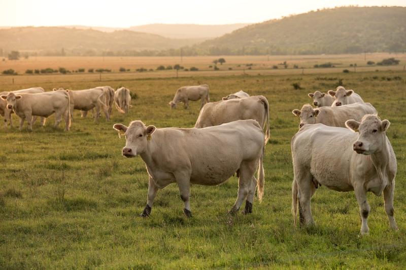 Teagasc publish analysis of farm income impacts of Covid-19 in Ireland this year