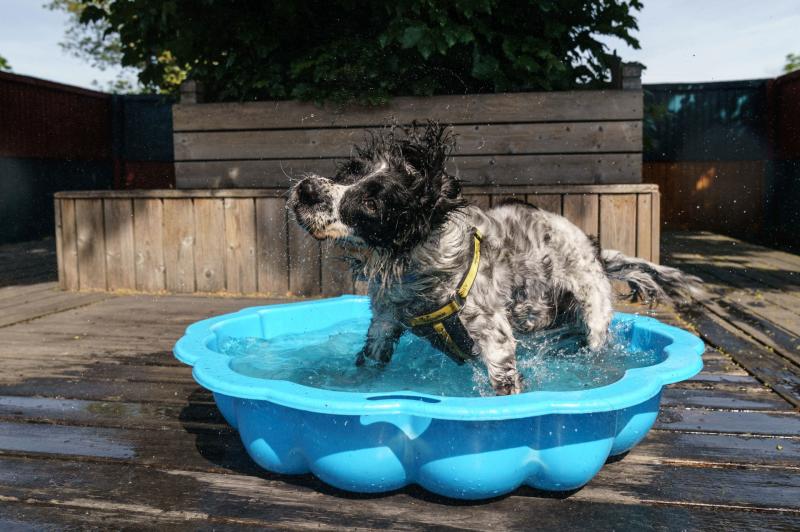 Dog owners issued with sunny lockdown warning