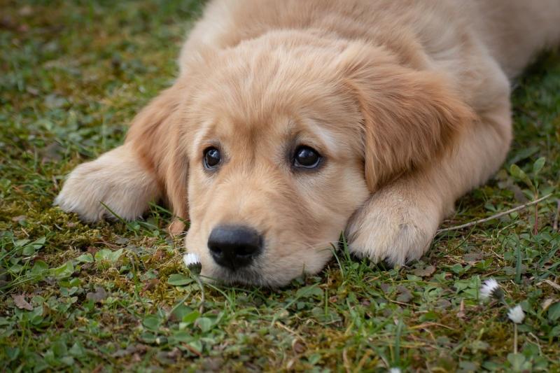 Garda warning following spike in dog thefts