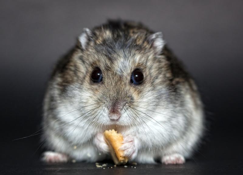 BEWARE: Waterford businesses reopening warned about rodent infestation 