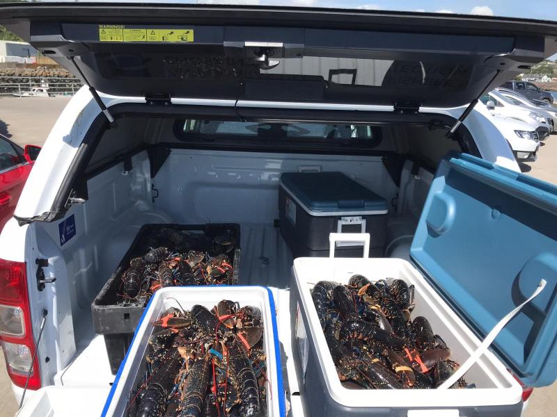Investigation underway after Waterford officers seize illegally caught lobsters 