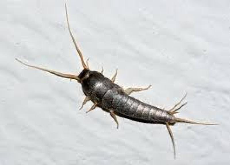 Warning of serious increase in prehistoric insect in homes in Ireland