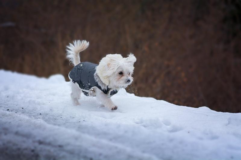 ISPCA pet care tips and advice during frost and snow