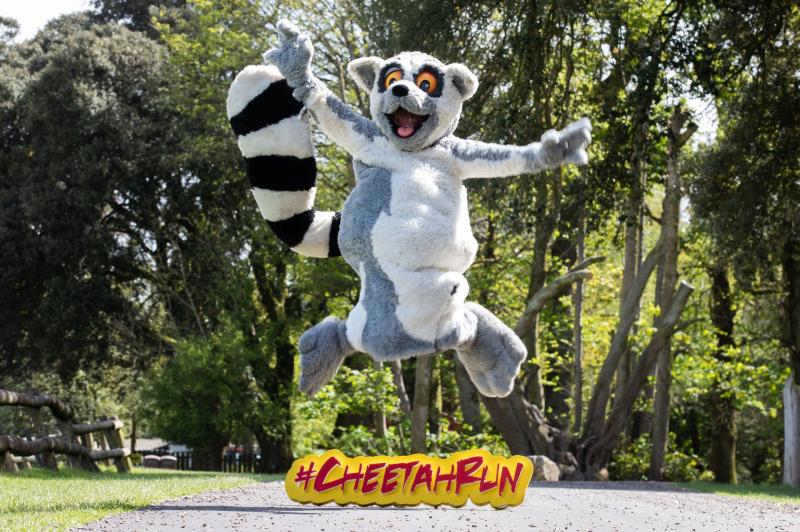 Eagle Athletic Club to run the 2021 Cheetah Run virtually to raise funds for Fota Wildlife Park