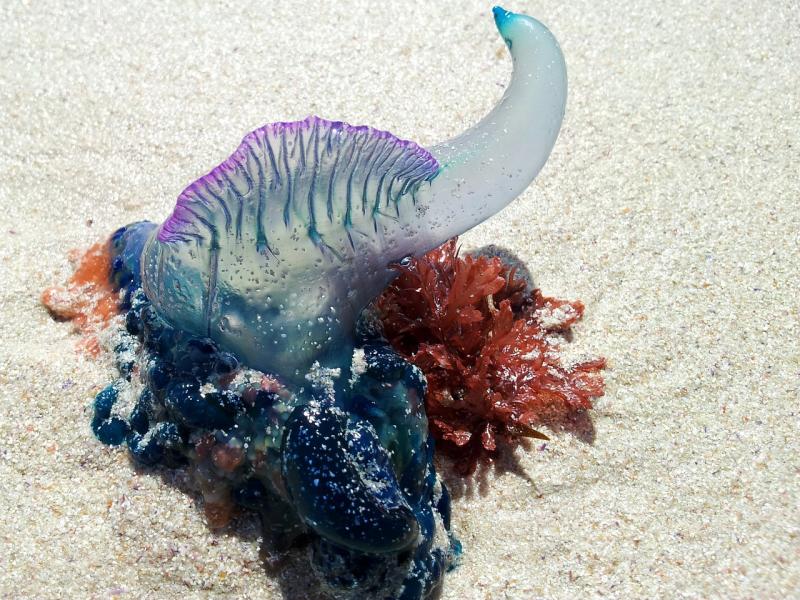 Dangerous Jellyfish spotted on Waterford beaches