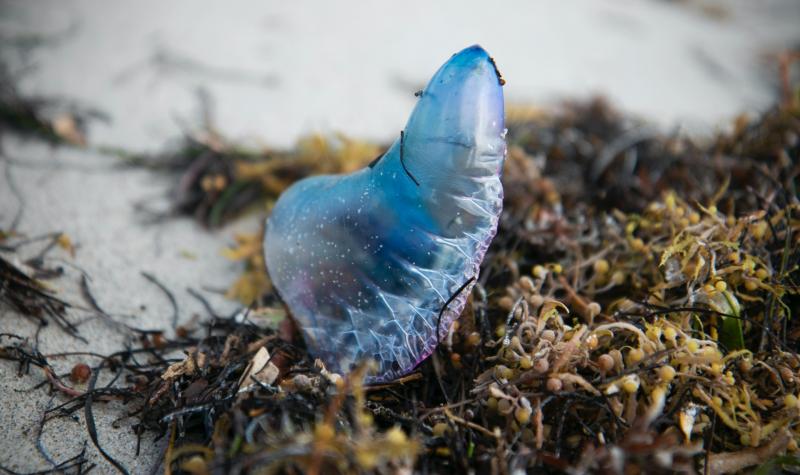 New warnings of dangerous jellyfish on popular Waterford beach 