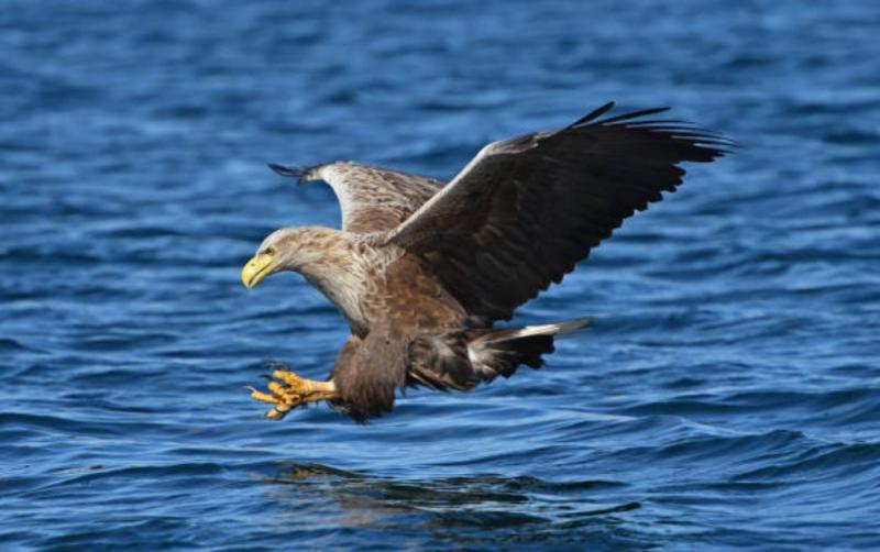 ALERT: Case of bird flu detected in Ireland 