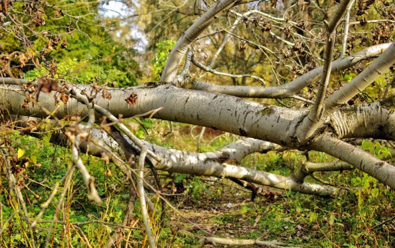 ROAD ALERT: A tree has fallen on a Waterford Road