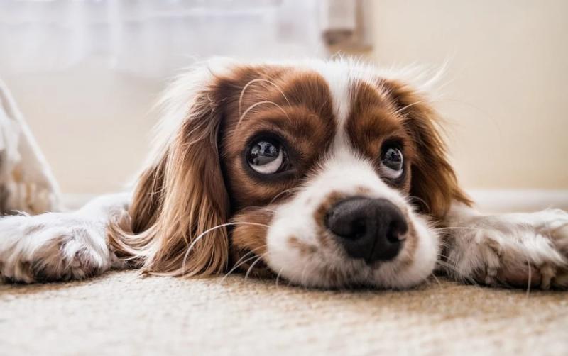 Funding announced for Waterford animal shelters