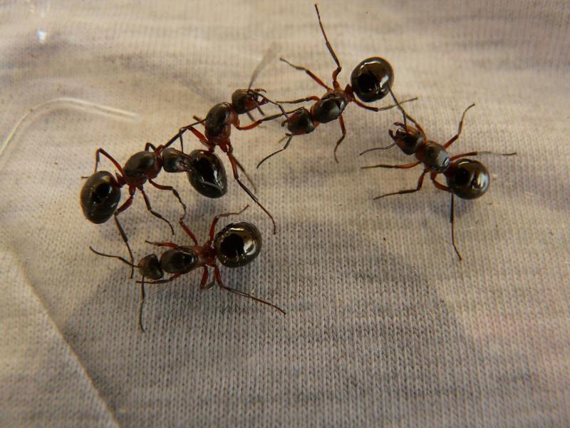 Pest control company reports rise in callouts for ant infestations in Waterford homes