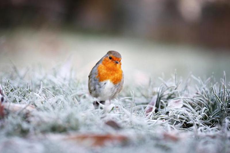 WATERFORD WEATHER: Dry today (Jan 26) with frost and low temperatures developing later