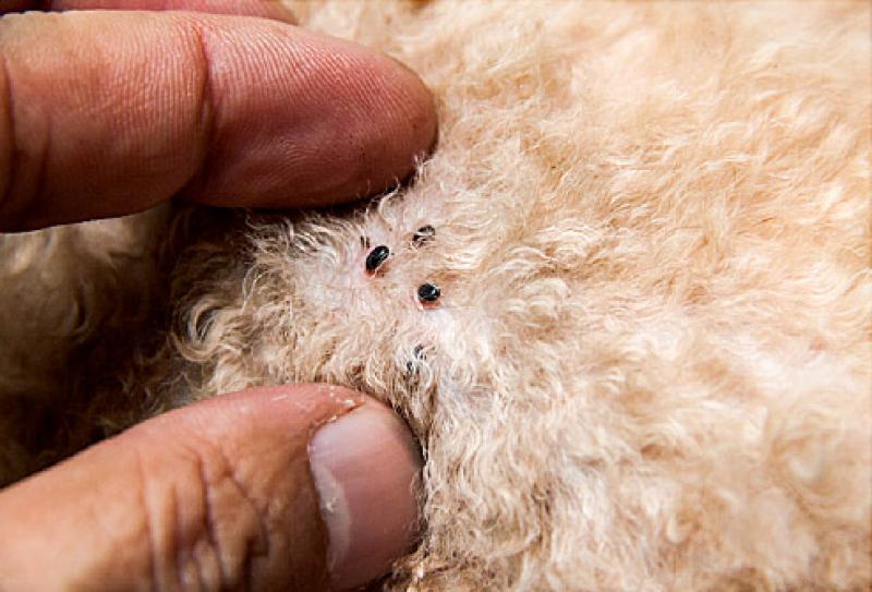 Call-outs for flea problems most common in Waterford, pest-control provider reveals