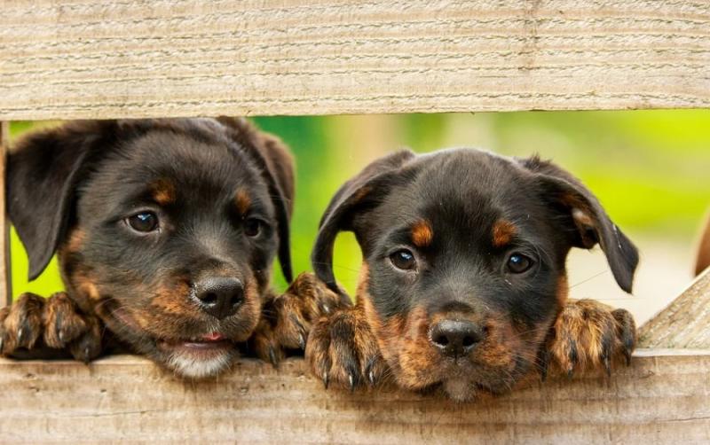 Restricted opening hours in place for Waterford Dog Pound this week 