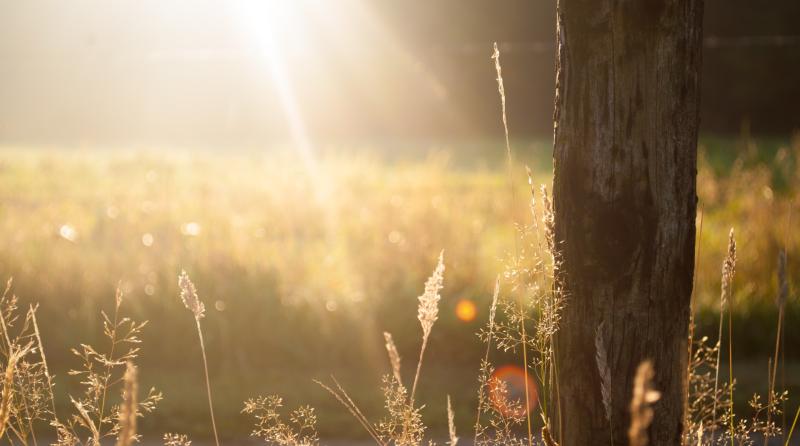 WATERFORD WEATHER: Wet start today but getting dry with sunny spells in the afternoon
