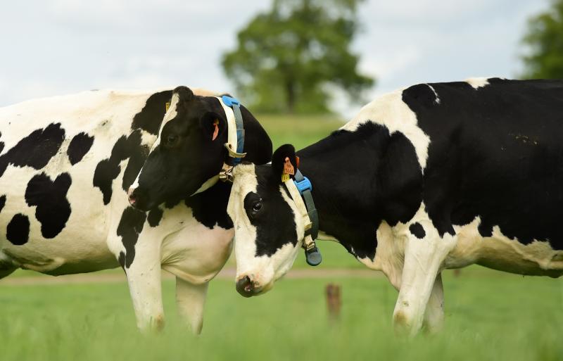 'Tinder for Cows' - New matchmaking service for Waterford farmers to find the perfect pull for their bull
