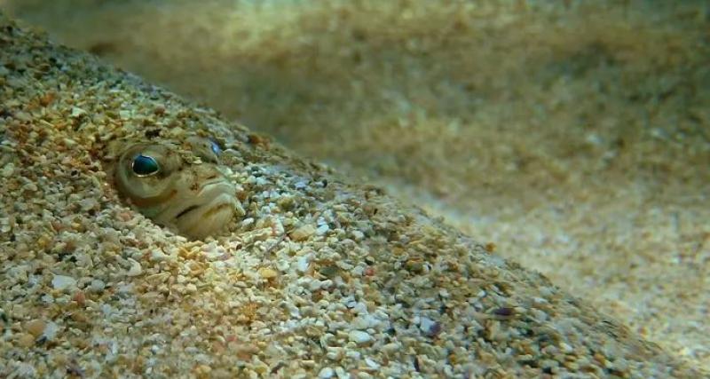 Waterford swimmers warned over rise of 'extremely venomous' fish stings