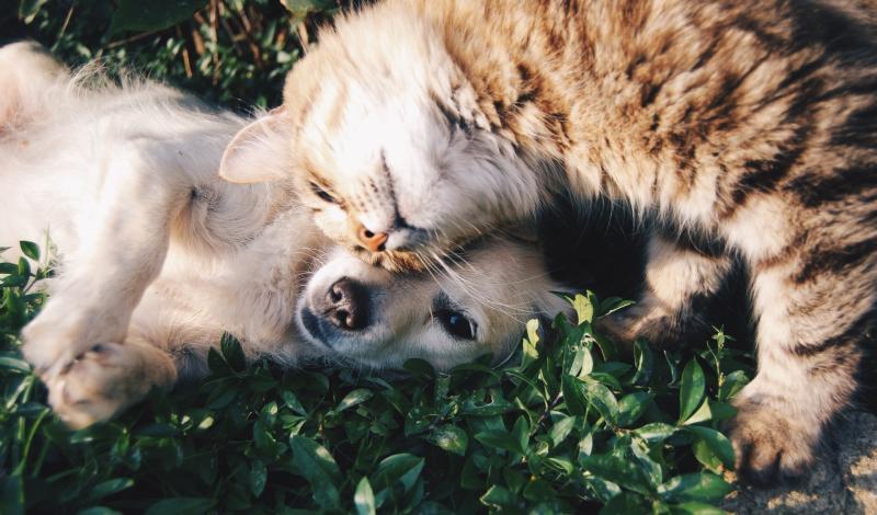 'Frontline work that we can all be proud of' - Animal Welfare Grant launched for Waterford charities