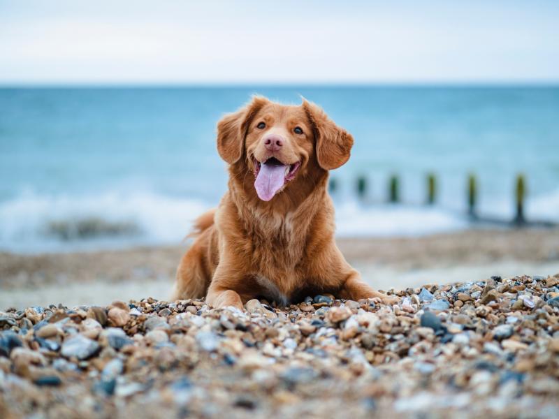 Dog owners in Waterford reminded to take care of their pets while enjoying the summer weather 