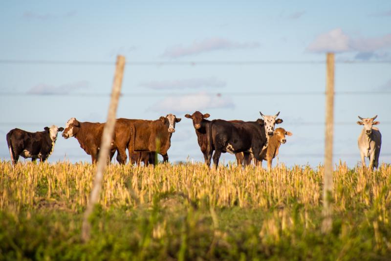 Farmers in Waterford urged to take steps to protect their livestock during hot weather