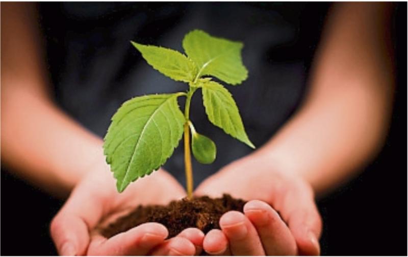 Horticulture growers in Waterford to receive up to €100,000 each in exceptional payment scheme
