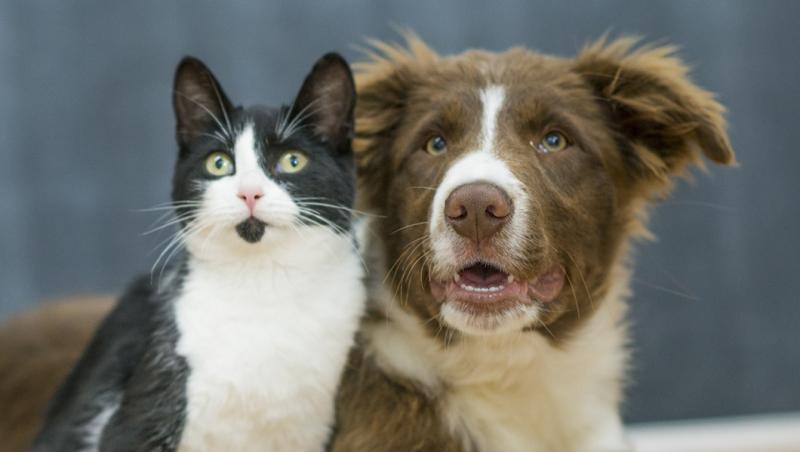 Government urged to lift 'blanket ban' on pets in rented accommodation in Waterford