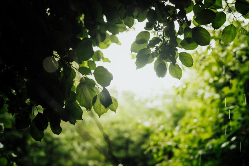 WATERFORD WEATHER: Mainly dry and sunny today with heavy rain expected later