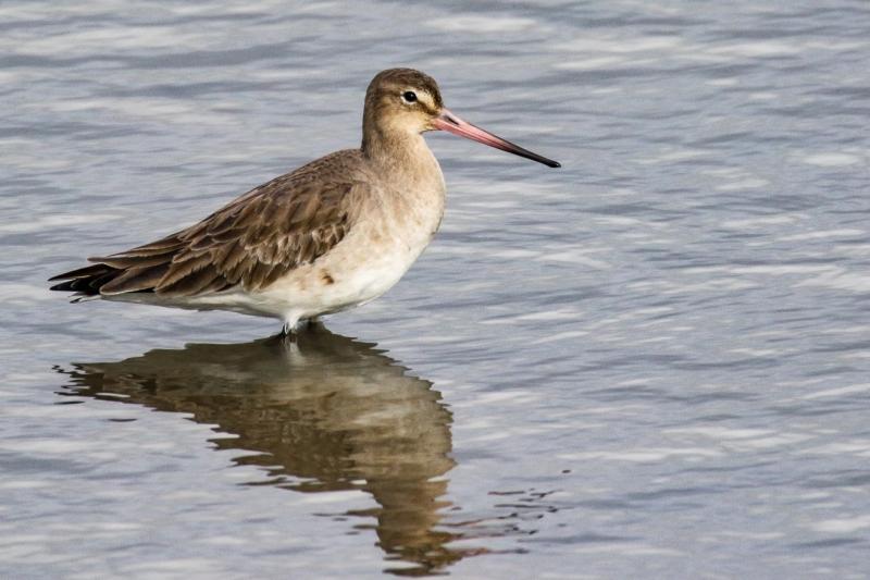 Three Waterford projects receive biodiversity funding boost 
