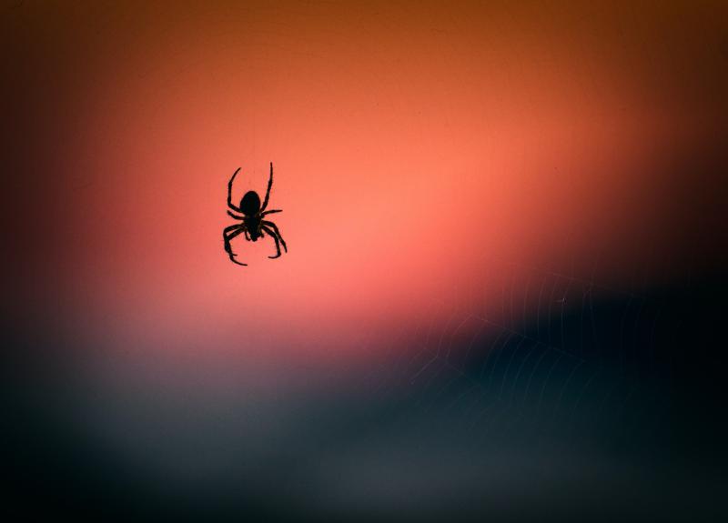 GUIDE: Top tips for Waterford householders as spiders move indoors
