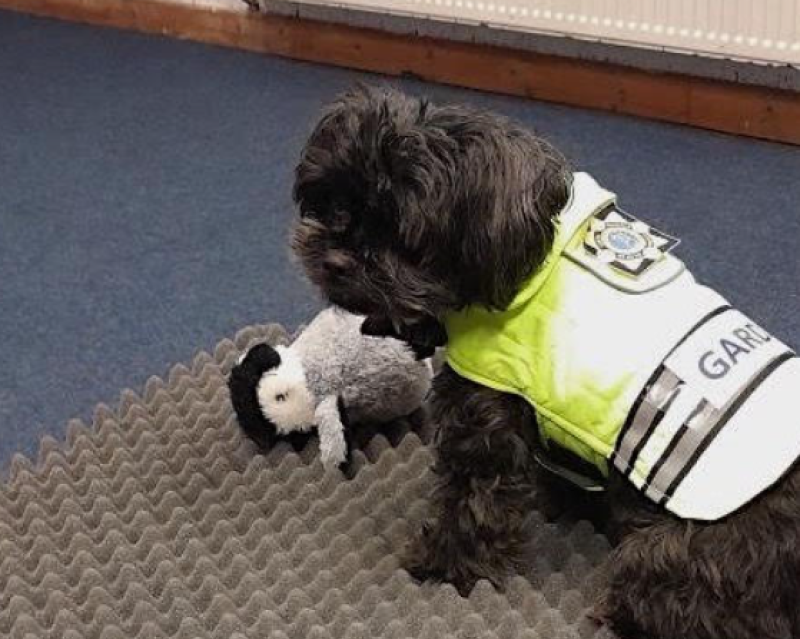 WATCH: Waterford Gardaí welcome new recruit Déise Delaney to their Dog Unit
