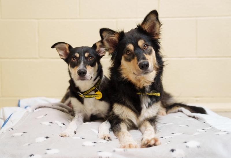 Dogs Trust appeal for Waterford donations as almost 400 postChristmas