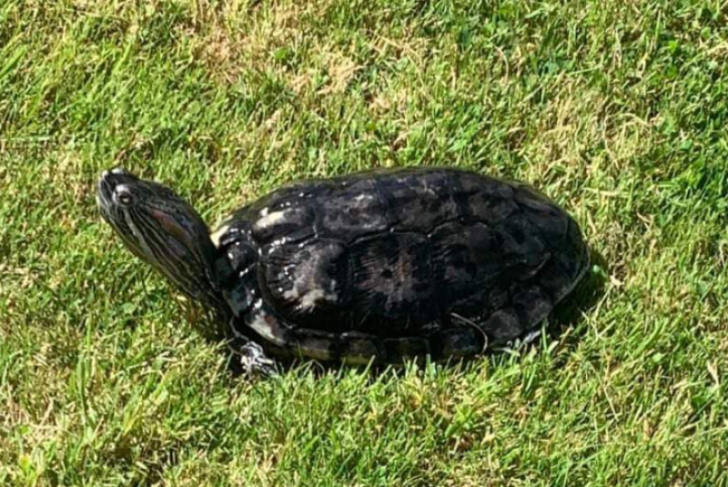 Ukrainian family living in remote Waterford village 'desperate' to find lost turtle