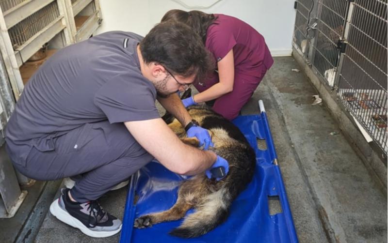 Anger in Waterford after dog is put to sleep after 'wilful neglect'