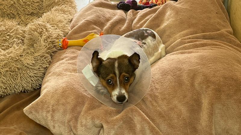 Pup no longer in pain after being rescued by Irish dog welfare charity