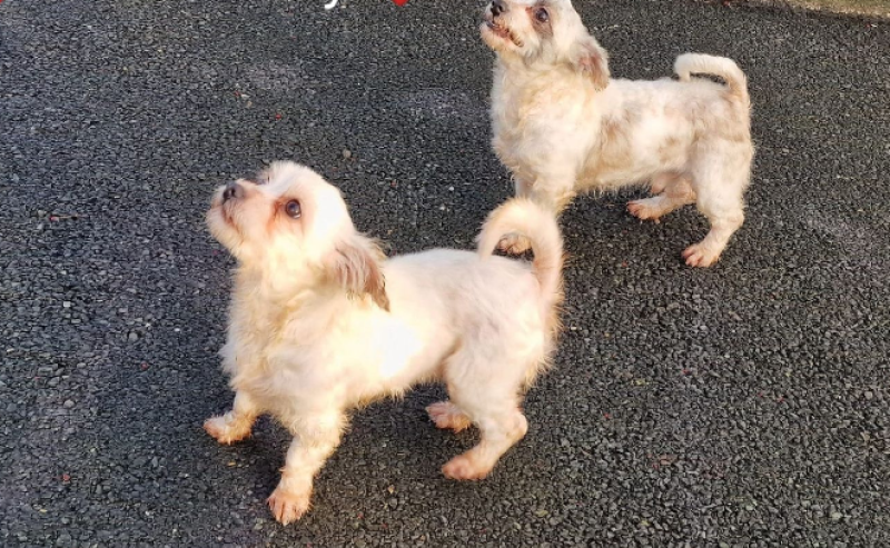 Waterford SPCA seeks adoption applications for two 'extremely sweet' Maltese crosses