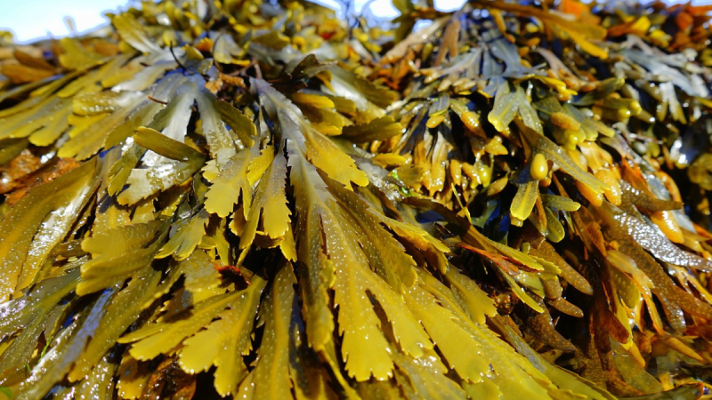 Waterford golf club gets green light to construct health centre with seaweed baths