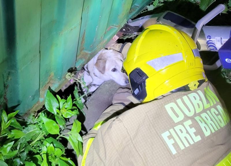 Firefighters reunite trapped dog with 'worried' family