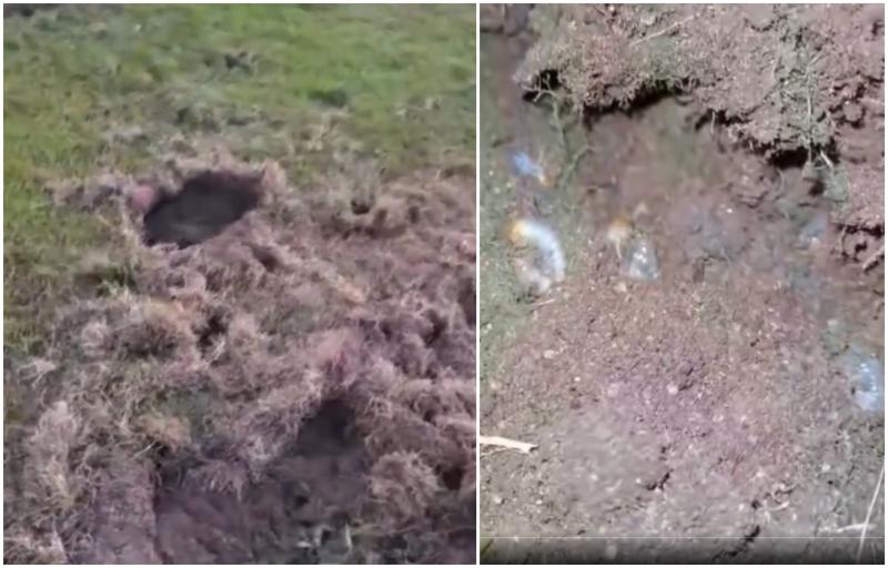 WATCH: People baffled by odd creatures ripping up gardens as strange footage emerges