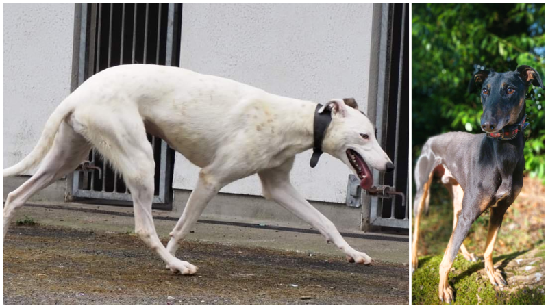 County Waterford man banned from owning dogs following animal cruelty convictions