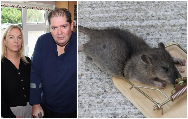 Inside Irish family's home 'under attack' from rats the size of cats amid warning