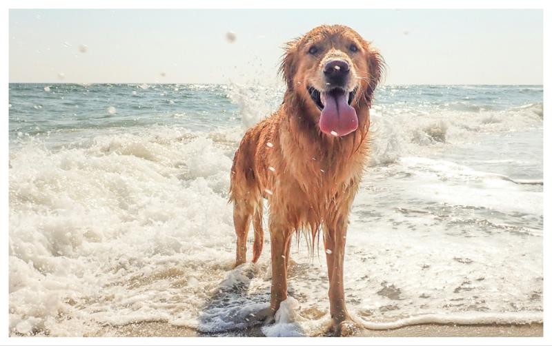 Waterford Council announces dog-free hours on popular beaches in the county
