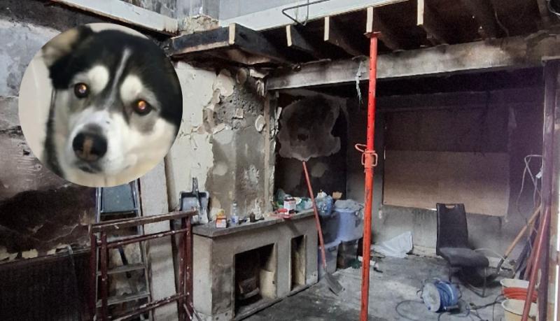 'Horrific'- Family home petrol bombed in 'senseless act' of violence that kills pet dog 
