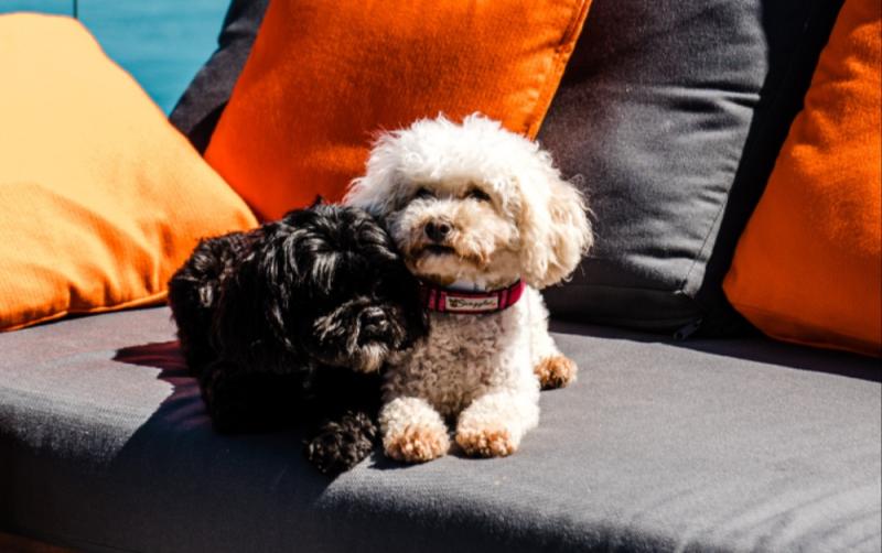'Waterford has officially gone to the dogs' as new dog-friendly travel guide launched