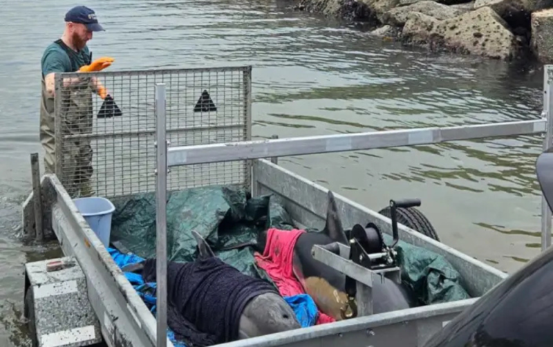 Mother and baby dolphins rescued by volunteers in Waterford