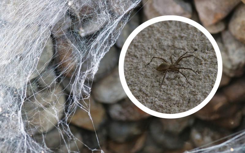 'Unwanted invaders' - Warning to Waterford households amid spate of spider infestations