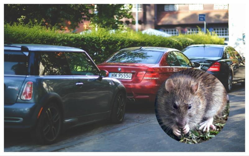ALERT: Waterford drivers warned to check cars for rats after unusual spike in cases