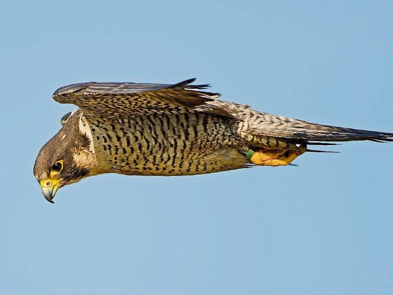 Strain of flu discovered in bird in Limerick