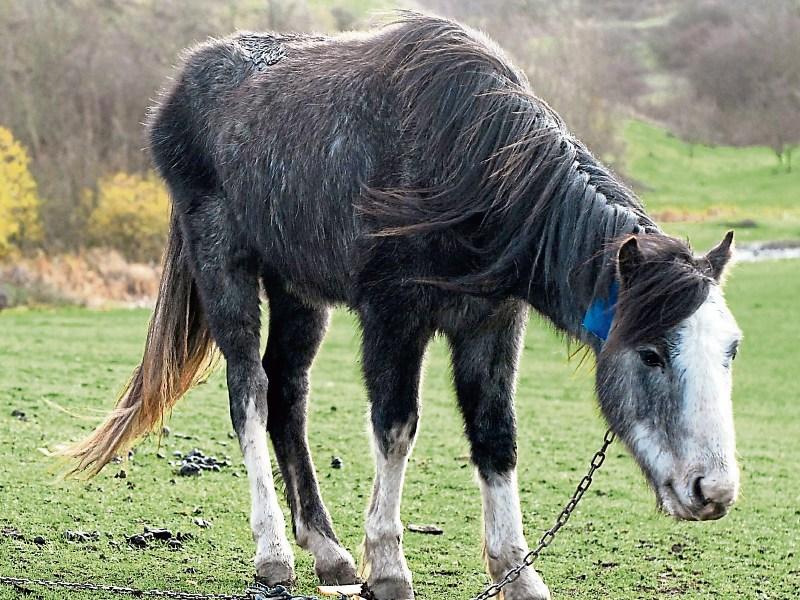 Number of stray horses seized in Waterford revealed
